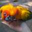 Lovely Fahmi
