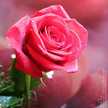 🌹🌹🌹