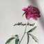  🌷zeze alshami🌷