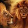 Darwake Mohamed Amine