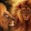 Darwake Mohamed Amine