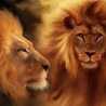 Darwake Mohamed Amine