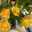 aisha_alshirani