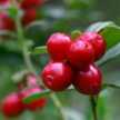 lingonberry