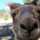 KangarCook KangarCook