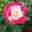 ibunya Hanabira