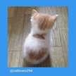 Sheril