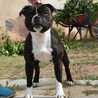 satelia