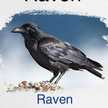 Raven Fabal