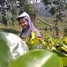 Tyana Rhmwt Tyana Rhmwt
