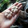 Ricas Variedades