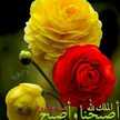 jameel
