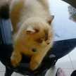 Dian Sudiyanti