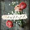 reem louay