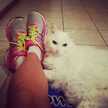 Chela 