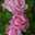 Rose Rose
