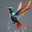 Colibri Rainbow