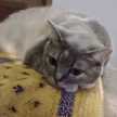 Alexandria the cat rocker 