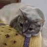 Alexandria the cat rocker 