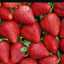 🍓 فغازة🍓🇩🇿