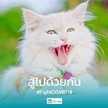 Apple Ppr