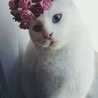 Johanna de Adame