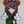 Sorn