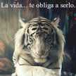 Candela Quilmes