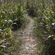 kyfarmer