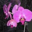  Orchideacska