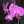 Orchideacska Orchideacska