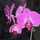 Orchideacska Orchideacska