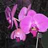  Orchideacska
