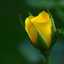 Aysha Sweet