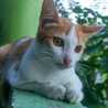arnia arnia