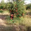 Ileham Chafey