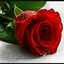 زها الشريف