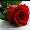 زها الشريف
