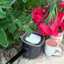Asmaa Al Bashir