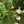 flo_verz flo_verz