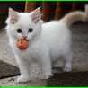 Fitra