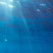 Mare