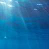 Mare Mare