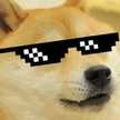 Doge Pro