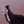 Ane