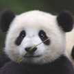 Mrs.Panda
