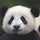 Mrs.Panda Mrs.Panda