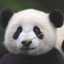Mrs.Panda