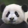 Mrs.Panda