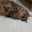 Dedette